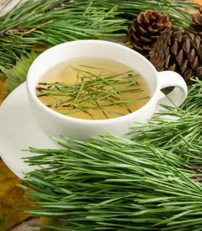 Čaj Borove iglice, prednosti čaja od borovih iglica, cena, kako se pravi, iskustva, za sta je dobar, sirup, gde kupiti, kasalj, grlo, imunitet, pritisak...