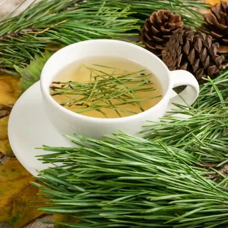 Čaj Borove iglice, prednosti čaja od borovih iglica, cena, kako se pravi, iskustva, za sta je dobar, sirup, gde kupiti, kasalj, grlo, imunitet, pritisak...