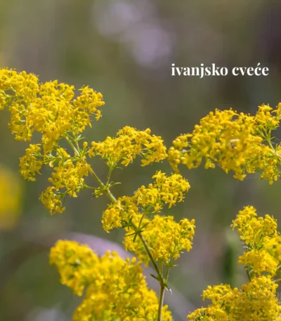 Čaj ivanjsko cveće 100g