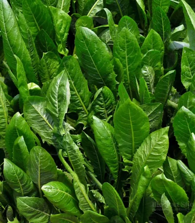 Čaj vodopija list 100g